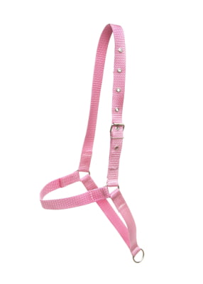 Cabresto de Fita para Vaca Boi Personalizado MCS1690